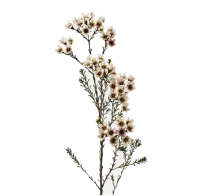 Chamelaucium (Wax flower)